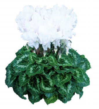 Cyclamen Halios Curly Blanc